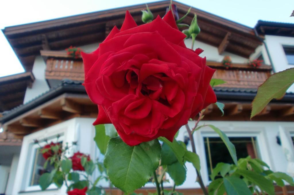 Hotel Viktoria Castelrotto Luaran gambar